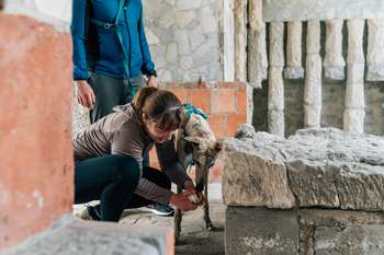 Pasji detektivi: Iskanje Emončevega zaklada