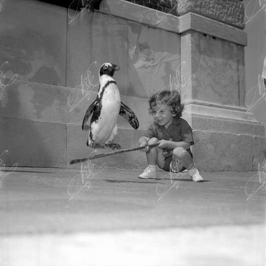 "Mario Magajna: Photographer", guided tour