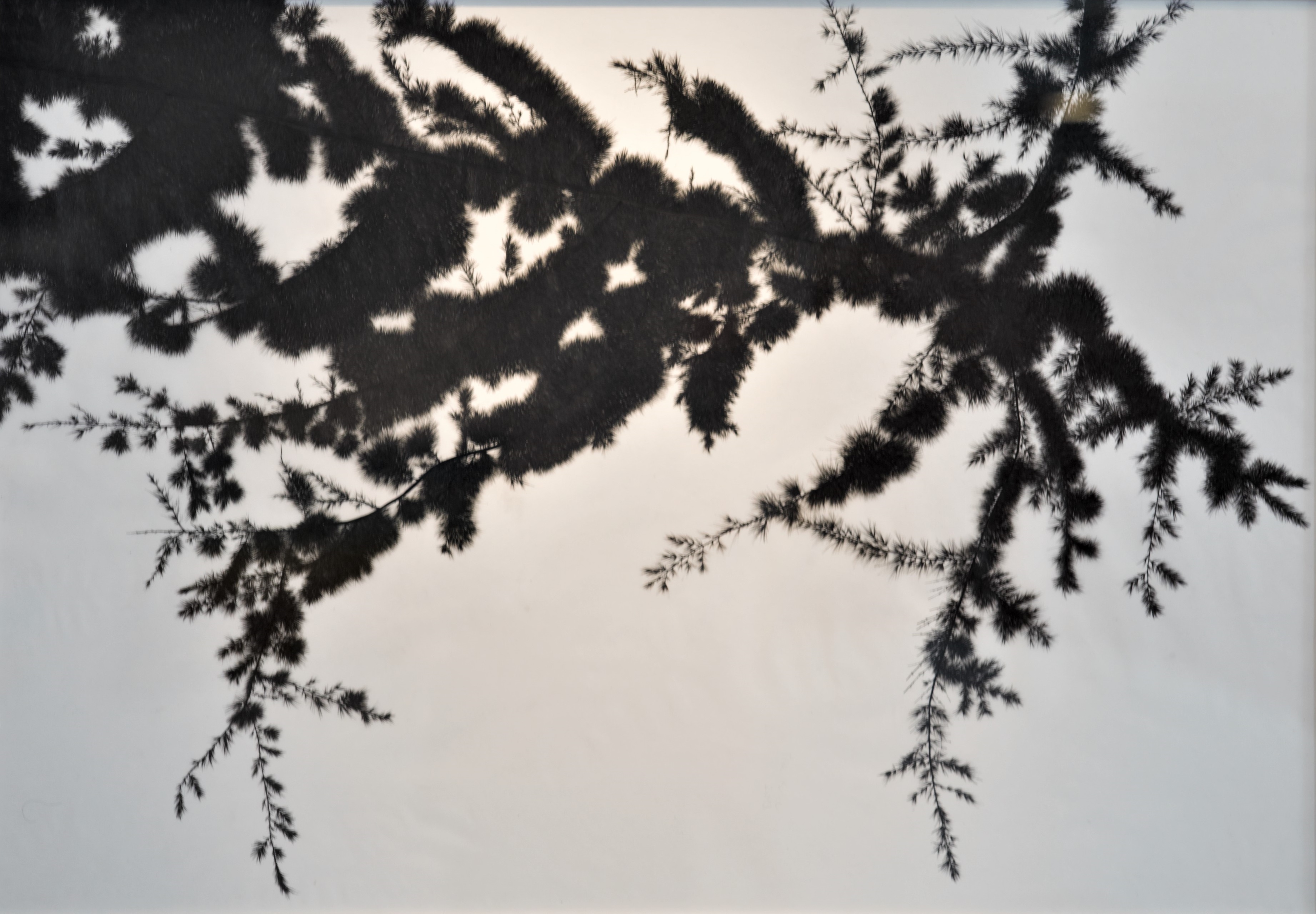 Tina Konec, Kristalizacija, 2018, tuš na paus papir, 70 x 100 cm